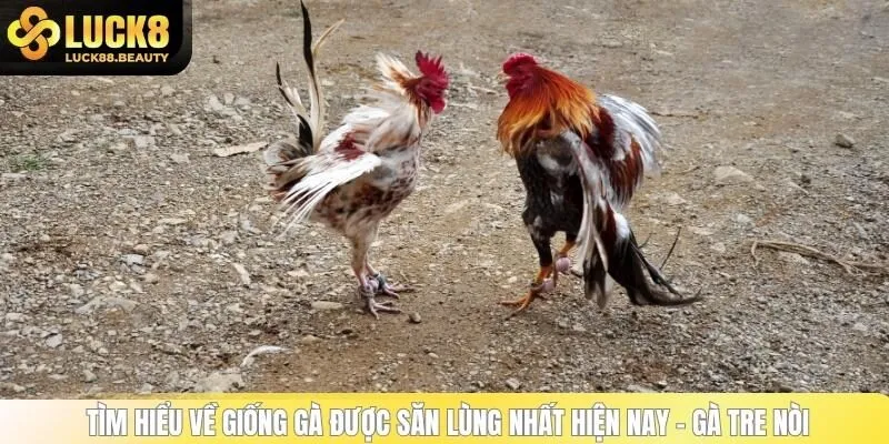 Tìm hiểu về giống gà được săn lùng nhất hiện nay - Gà tre nòi